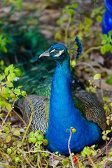 Obraz premium Colorful green and blue male peacock bird