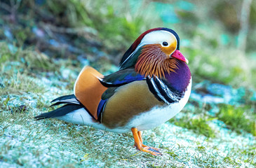Male Mandarin duck