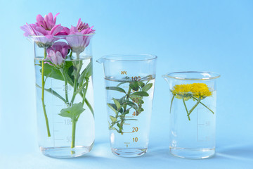 Laboratory glassware with flowers on color background