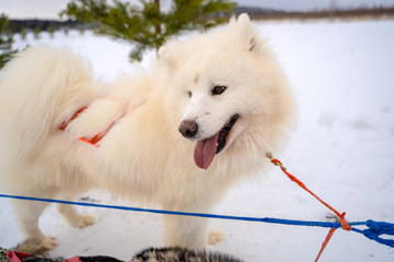 Husky puppy cute adorable baby dog face waiting in the dog house with grass for playing and eating...