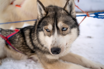 Husky puppy cute adorable baby dog face waiting in the dog house with grass for playing and eating in the animal pet field