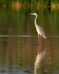 Grey Heron - Ardea cinerea, Crete