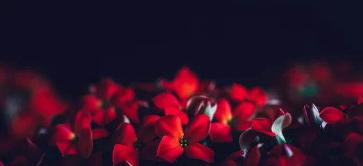 Fototapeten Panoramarand mit roten Blumen © Anna Om