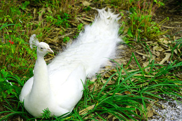 All white male peacock bird