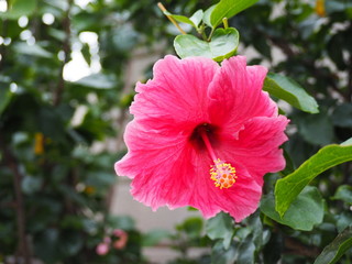 Obraz premium ピンク色のハイビスカス