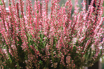Common heather pink flowers blooming