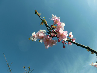 河津桜