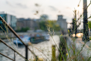 The weed in the government District in Berlin I