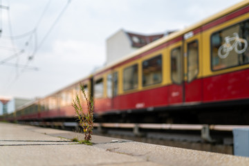 A little Plant at the Station Friedrichstraße in Berlin