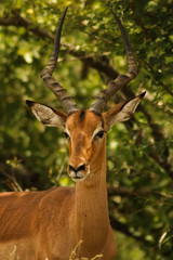 Naklejka na ściany i meble close-up of majestic impala antilope watching not to get eaten