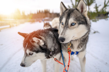 Siberian husky sled dog racing. Mushing winter competition. Husky sled dogs in harness pull a sled with dog driver