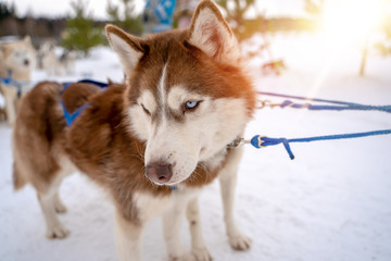Siberian husky wolf dog in winter forest outdoor on the snow.