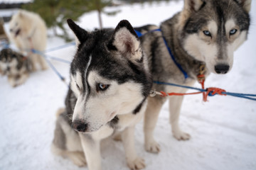Two Siberian Husky dogs looks forward sitting on the snowy shore frozen river. Husky dogs black, brown and white coat color. Cute portrait beautiful dogs. Copy space.