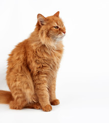 adult ginger domestic cat sits sideways on a white background