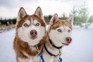 Two Siberian Husky dogs looks forward sitting on the snowy shore frozen river. Husky dogs black, brown and white coat color. Cute portrait beautiful dogs. Copy space.
