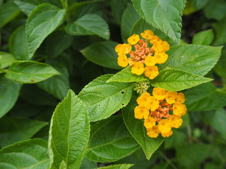 山吹色のランタナの花