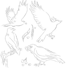 Vector crows lineart. Outline birds on white. Grafic isolated crows in flight. Wild birds. Illustration for coloring.  The bird is sitting on a branch. The bird carries in its beak.