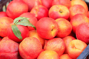 Many ripe peaches are together