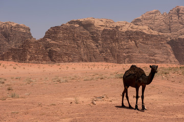 Camel resting in Wadi Rum desert, Jordan