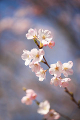 Naklejka premium 桜と青空（ジンダイアケボノ）