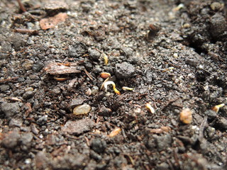 a green sprout of the first spring early hemp sprouted from the ground