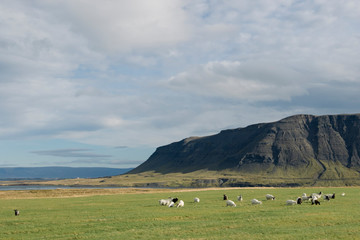 アイスランドの牧草地