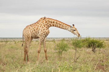 grown giraffe eating from a small tree