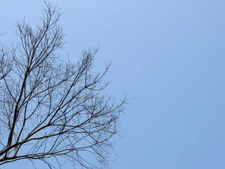 dry branch tree on blue sky background