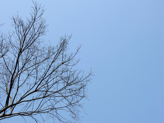 Obraz premium dry branch tree on blue sky background