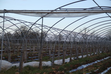 Greenhouses hoop open on strawberry plants
