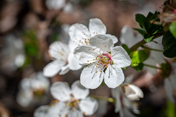 white cherry flower on tree