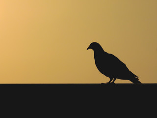 silhouette of pigeon on roof at sky sunset