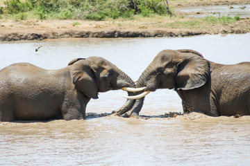 Young elephants playfully interact with each other in river