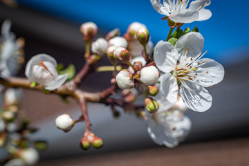 Fototapeta na wymiar white flowers of cherry