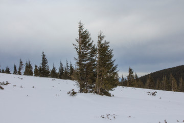 Chapped spruce on the way to the top of the highest mountain Mount Hoverla- Ukraine winter