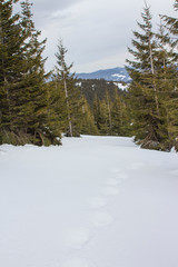 Chapped spruce on the way to the top of the highest mountain Mount Hoverla- Ukraine winter