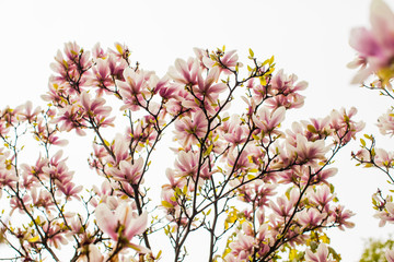 Flowering Magnolia liliflora tree in the spring