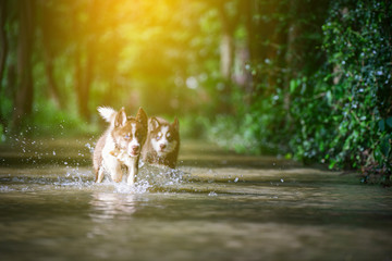 Cute Siberian husky dog puppy having fun and  running in the water