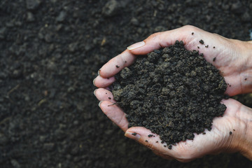 Closeup hand of person holding abundance soil for agriculture or planting peach concept.