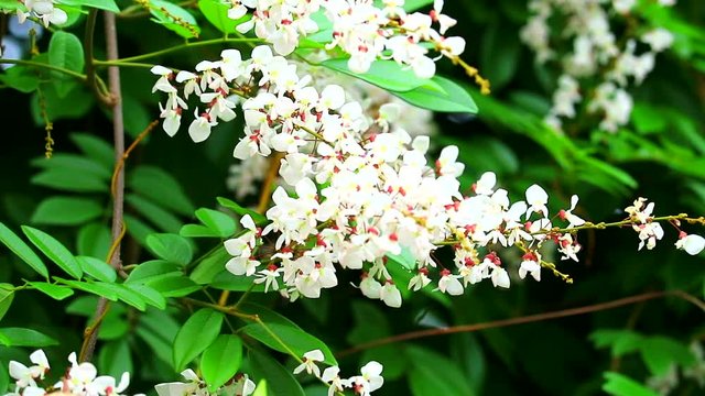 Jewel vine, Hog creeper, Malay jewelvine has properties of the root has a drunk taste and Used as an elixir