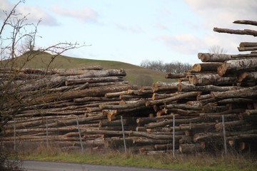 Wood pile tree trunks industrie storage