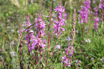 Obraz premium Netherlands. Landscape of the dunes in Zuid-Holland