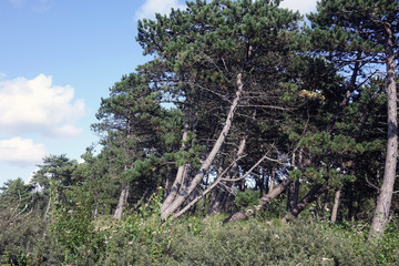 Netherlands. Landscape of the dunes in Zuid-Holland