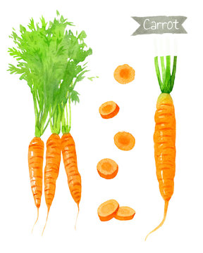 Carrots watercolor illustration