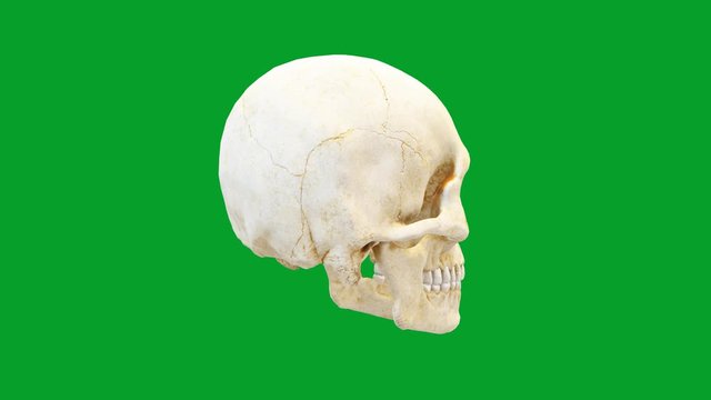 Rotating human skull motion graphics with green screen background
