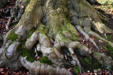 Visible tree roots above the forest floor