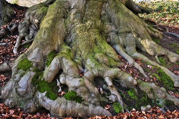 Visible tree roots above the forest floor