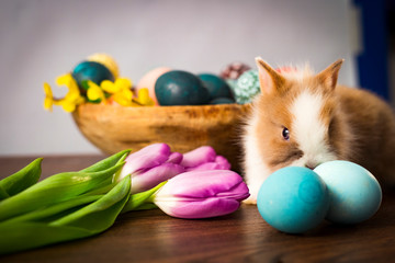 Easter bunny in basket with colorful eggs, candies and tulips on wooden table. Easter holiday decorations , Easter concept background.