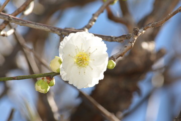 早咲きの梅花