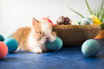 Easter bunny and basket with colorful eggs and feathers. Easter holiday decorations , Easter concept background.